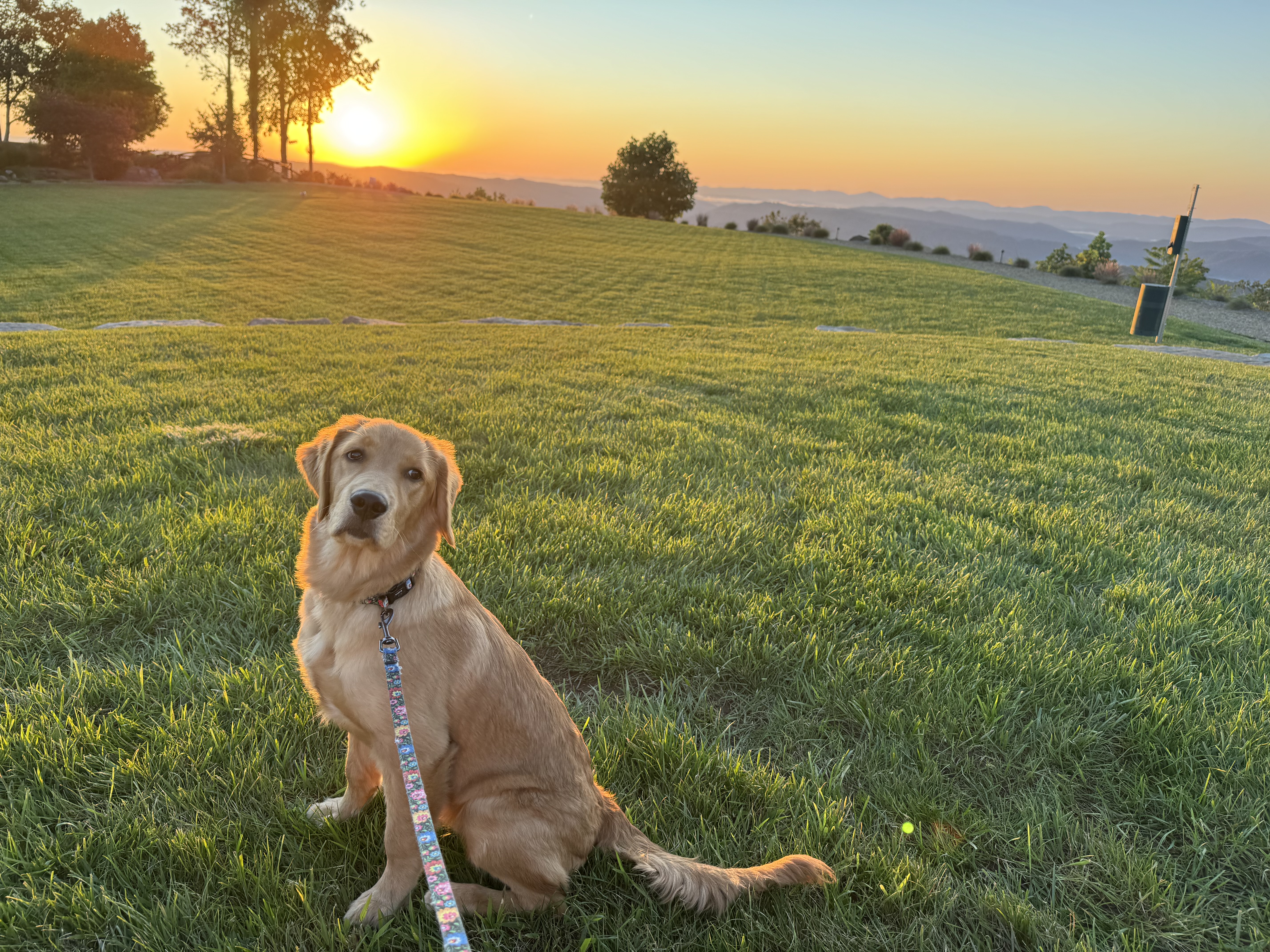 Maggie